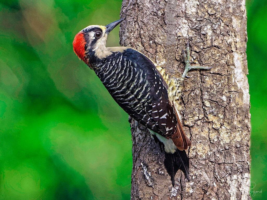 Female Black-Cheeked Woodpecker (Melanerpes pucherani). Laguna del Lagarto Lodge, Costa Rica