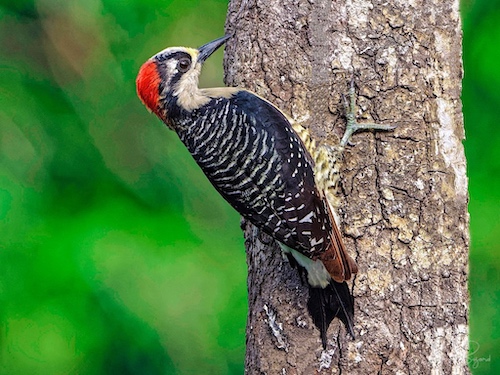 Female Black-Cheeked Woodpecker (Melanerpes pucherani). Laguna del Lagarto Lodge, Costa Rica