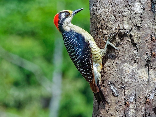 Female Black-Cheeked Woodpecker (Melanerpes pucherani). Laguna del Lagarto Lodge, Costa Rica