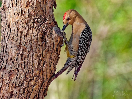 Male Gila Woodpecker (Melanerpes uropygialis). Sierra Vista, Arizona