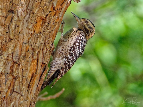 Female Ladder-Backed Woodpecker (Dryobates scalaris). Sierra Vista, Arizona