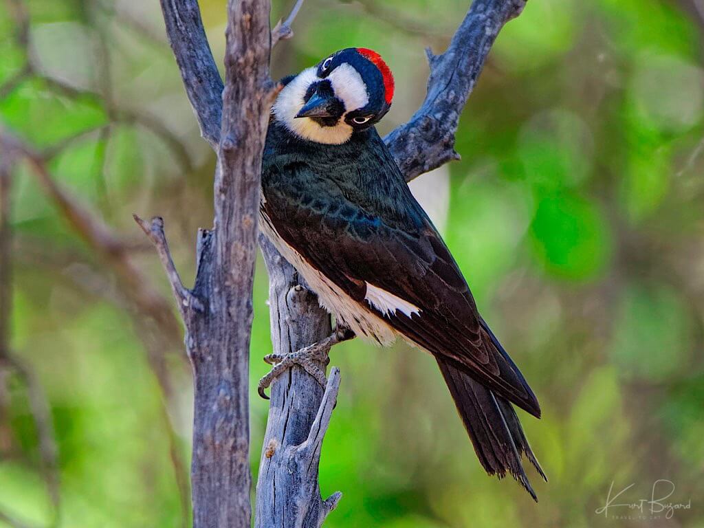 Female Acorn Woodpecker (Melanerpes formicivorus). Sierra Vista, Arizona