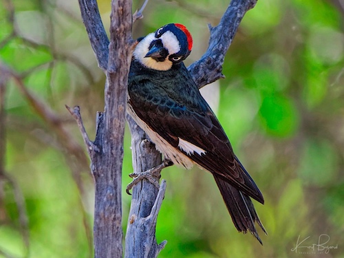 Female Acorn Woodpecker (Melanerpes formicivorus). Sierra Vista, Arizona