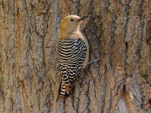 Female and/or Adolescent Gila Woodpecker (Melanerpes uropygialis). Sierra Vista, Arizona