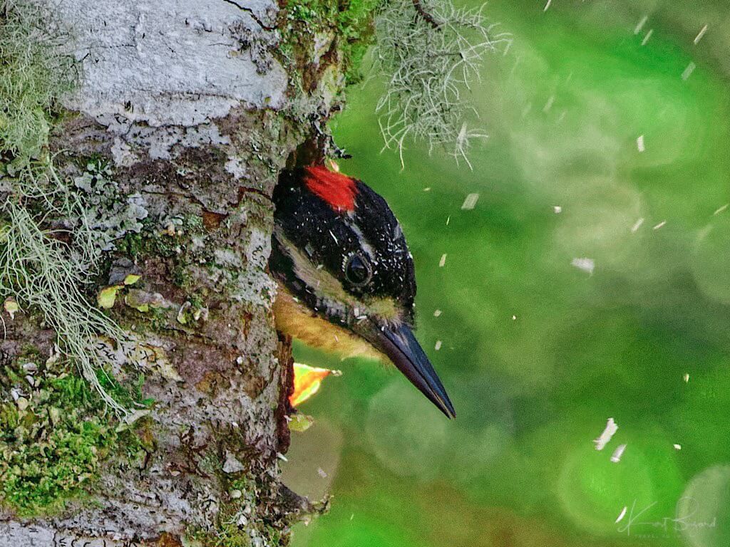 Male Hairy Woodpecker (Leuconotopicus villosus extimus (Bangs, 1902)). Quetzal Lodge, Costa Rica