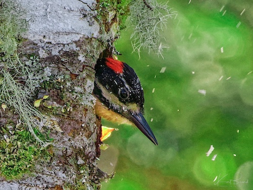 Male Hairy Woodpecker (Leuconotopicus villosus extimus (Bangs, 1902)). Quetzal Lodge, Costa Rica