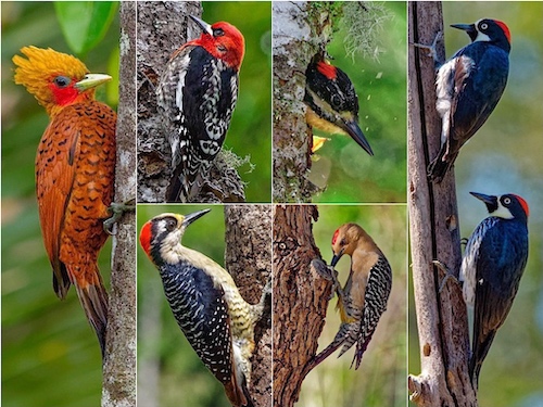 Woodpeckers I Have Seen and Loved