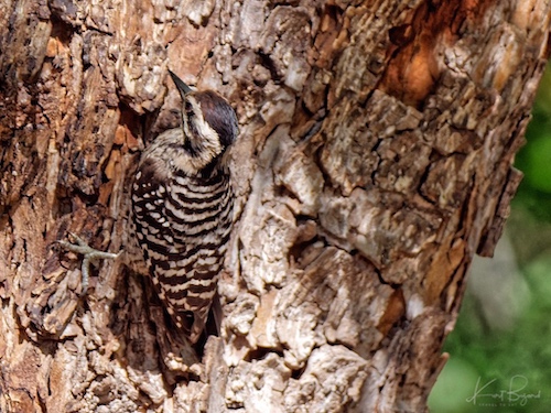 Female Ladder-Backed Woodpecker (Dryobates scalaris). Sierra Vista, Arizona