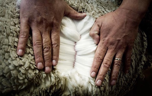 The Deep and Soft Fleece of a Merino Sheep