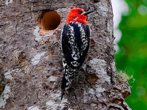 Red-Breasted Sapsucker (Sphyrapicus ruber). Arcata California