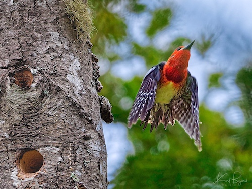 Red-Breasted Sapsucker (Sphyrapicus ruber) in Flight. Arcata California