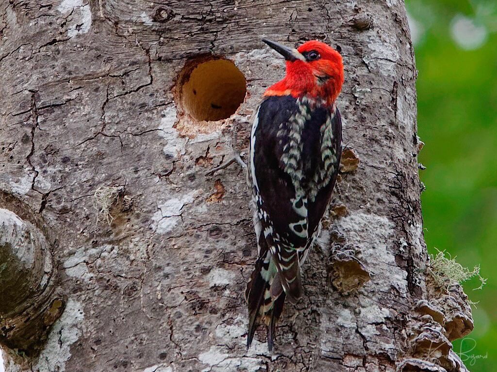 Red-Breasted Sapsucker (Sphyrapicus ruber). Arcata California