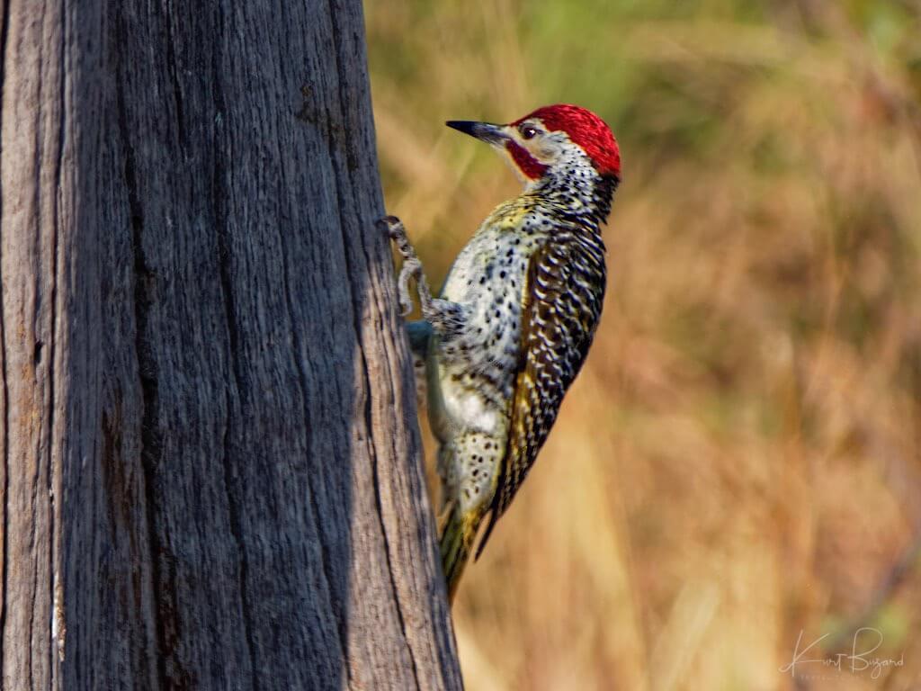Male Bennett’s Woodpecker (Campethera bennettii). Linyanti Bush Camp, Botswana