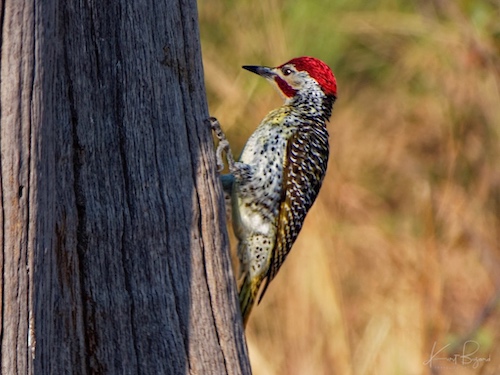 Male Bennett’s Woodpecker (Campethera bennettii). Linyanti Bush Camp, Botswana