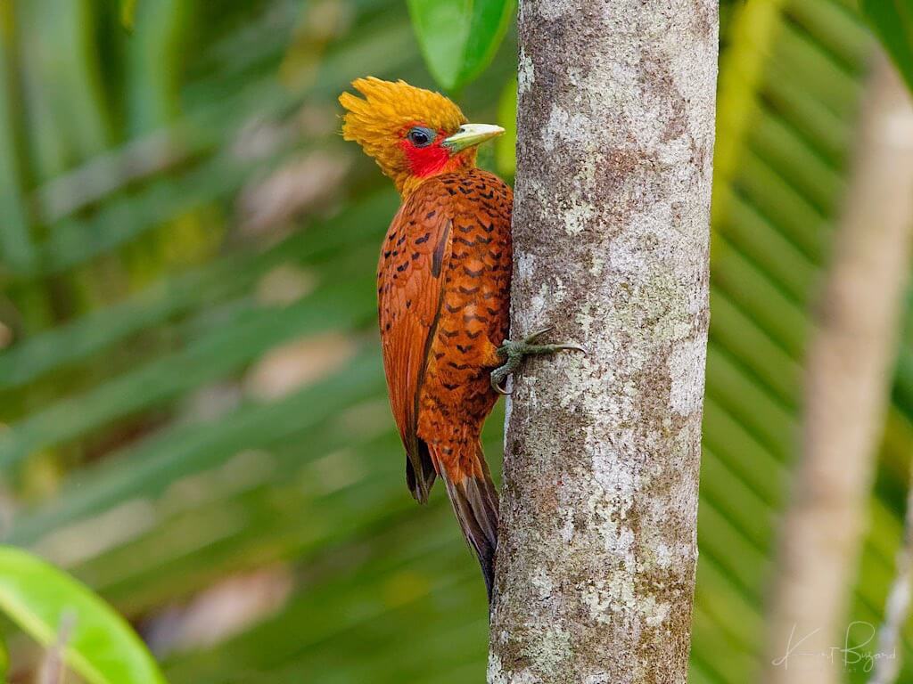 Male Chestnut-Colored Woodpecker (Celeus castaneus). Laguna del Lagarto Lodge, Costa Rica