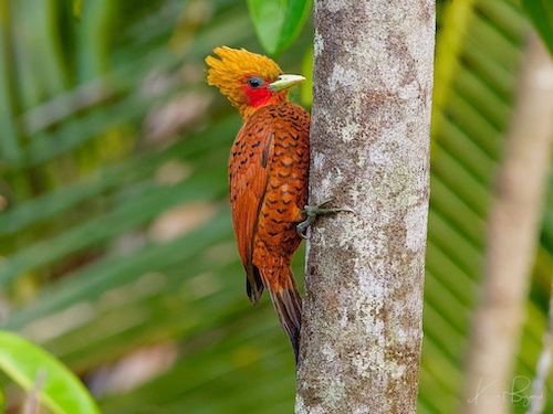 Male Chestnut-Colored Woodpecker (Celeus castaneus). Laguna del Lagarto Lodge, Costa Rica 