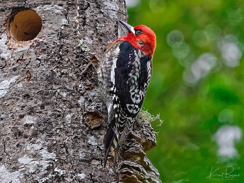 Red-Breasted Sapsucker (Sphyrapicus ruber). Arcata California