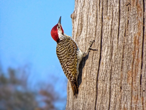 Male Bennett’s Woodpecker (Campethera bennettii). Linyanti Bush Camp, Botswana