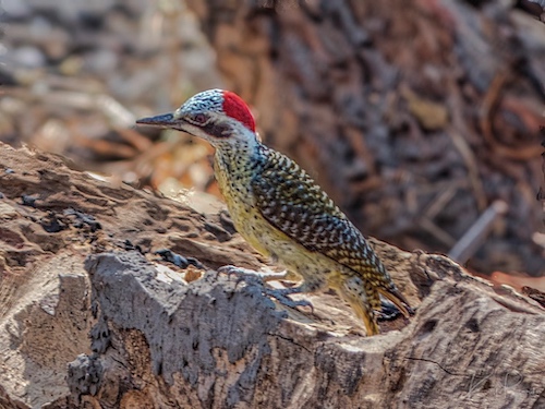 Female Bennett’s Woodpecker (Campethera bennettii). Linyanti Bush Camp, Botswana