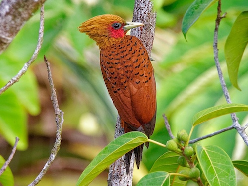 Male Chestnut-Colored Woodpecker (Celeus castaneus). Laguna del Lagarto Lodge, Costa Rica