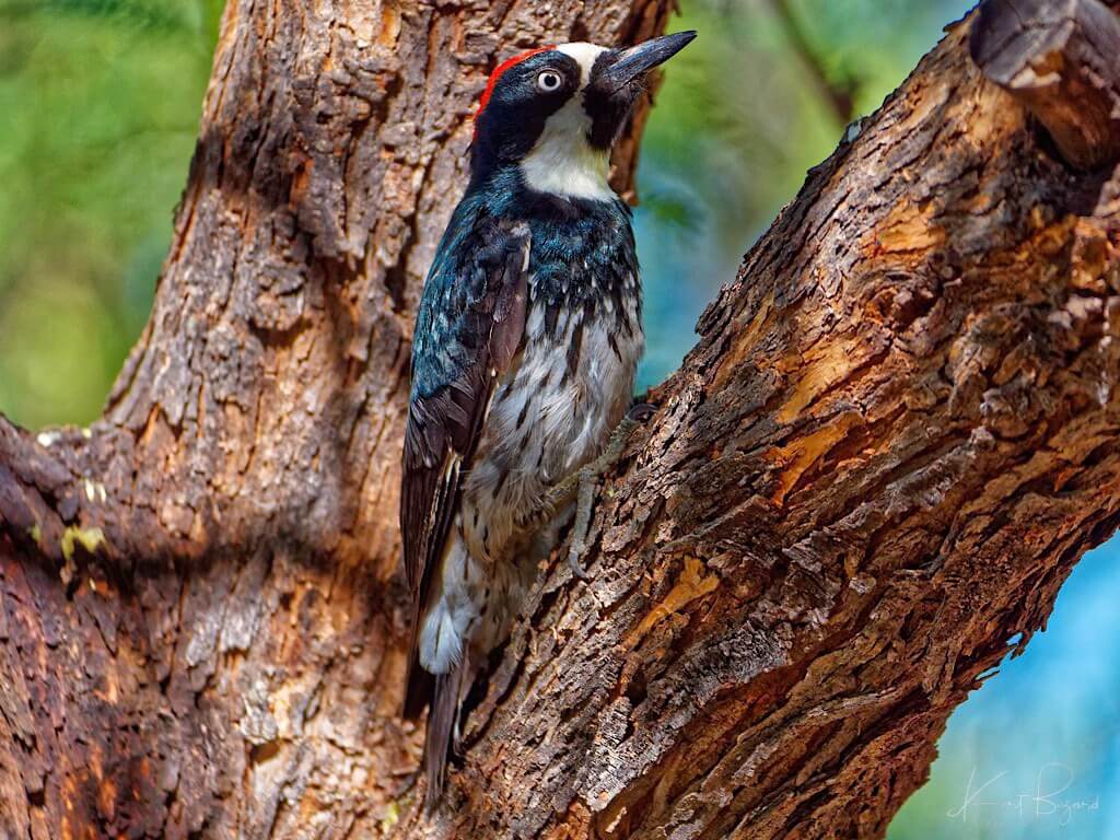 Male Acorn Woodpecker (Melanerpes formicivorus). Sierra Vista, Arizona