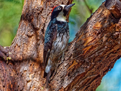 Male Acorn Woodpecker (Melanerpes formicivorus). Sierra Vista, Arizona