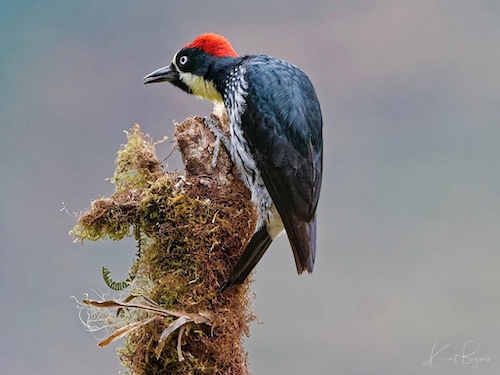 Male Acorn Woodpecker (Melanerpes formicivorus). Batsú Garden, Costa Rica