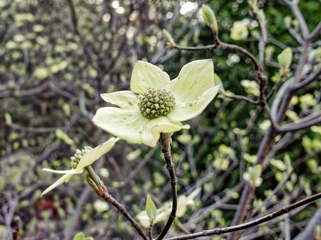 Pacific Dogwood (Cornus nuttallii). Yosemite California