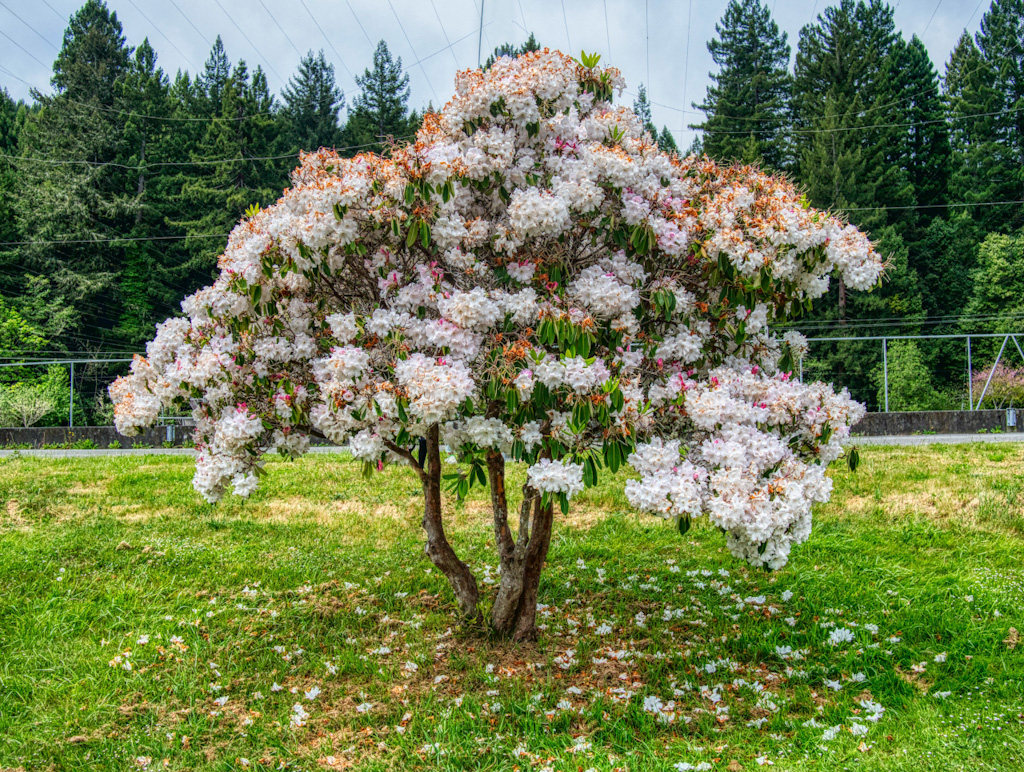 Great White Rhododendron (Rhododendron decorum)