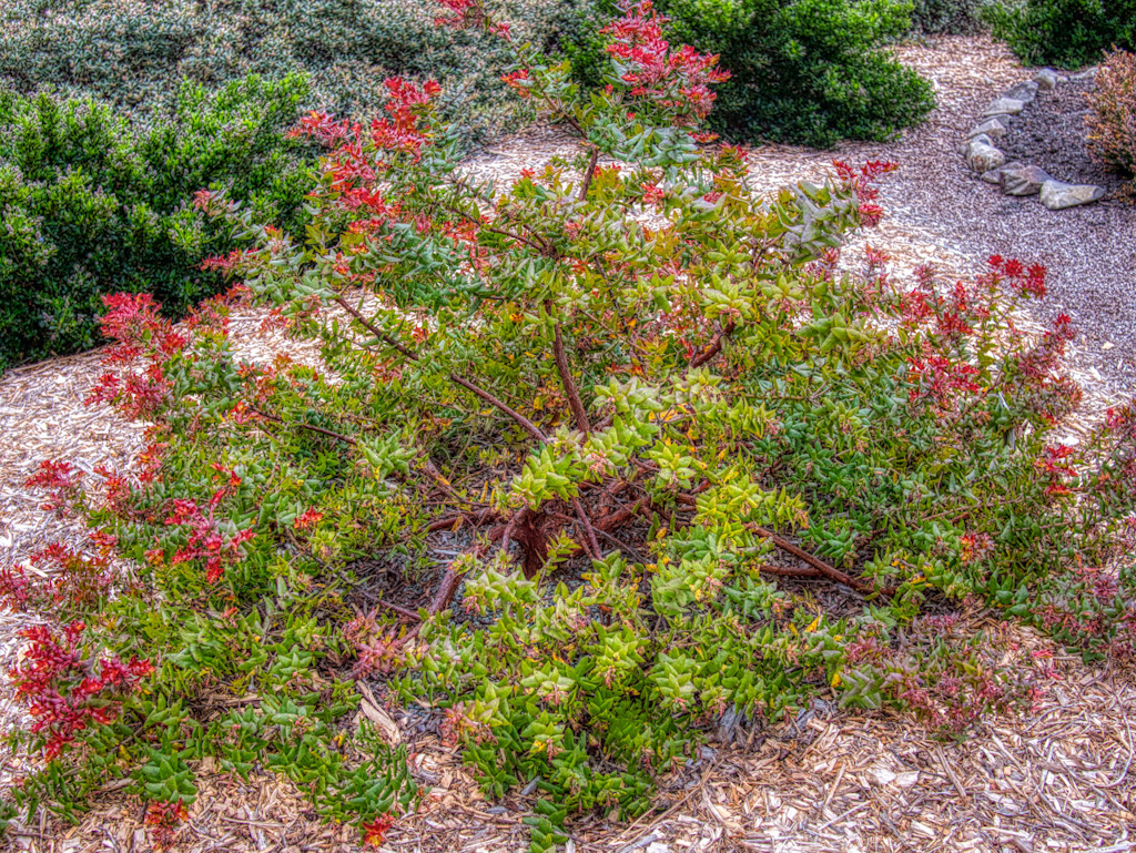 Pajaro Manzanita (Arctostaphylos pajaroensis ‘Paradise’). Humboldt Botanical Garden