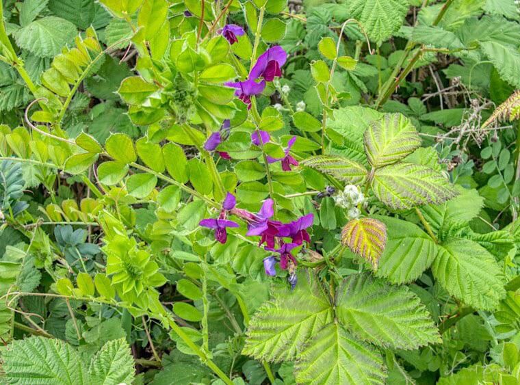 Everlasting Pea (Lathyrus latifolius)