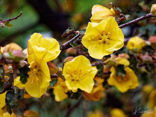 Fremontodendron ‘California Glory’ (Fremontia). Humboldt Botanical Garden