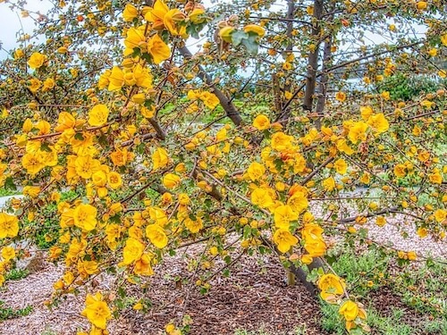 Fremontodendron ‘California Glory’ (Fremontia). Humboldt Botanical Garden