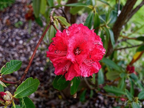 Tree Rhododendron (Rhododendron arboreum)