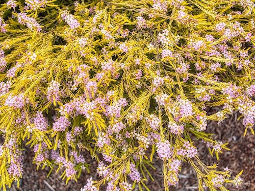 Coleonema ‘Sunset Gold’ (Coleonema pulchellum). Humboldt Botanical Garden