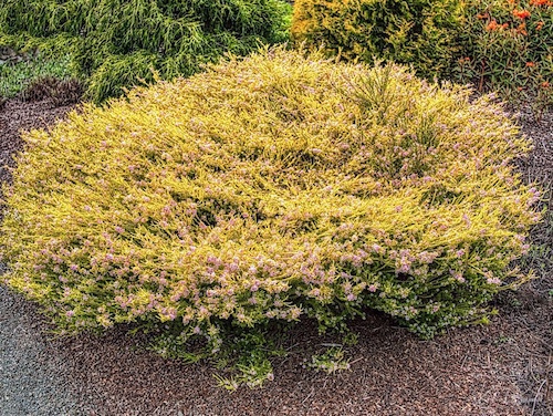 Coleonema ‘Sunset Gold’ (Coleonema pulchellum). Humboldt Botanical Garden