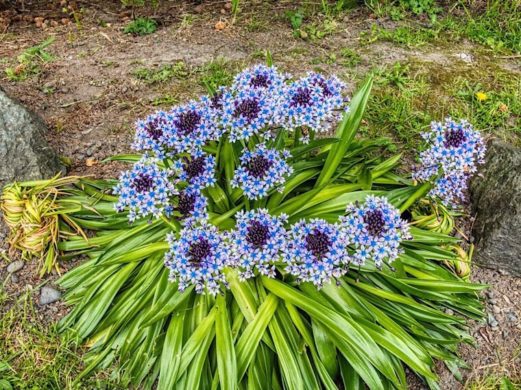 Portuguese Squill (Scilla peruviana)