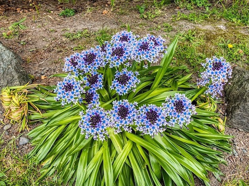 Portuguese Squill (Scilla peruviana)