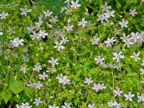 Candy Flower or Pink Purslane (Claytonia sibirica)