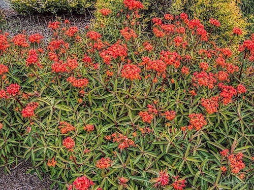 Griffith’s Spurge (Euphorbia griffithii). Humboldt Botanical Garden