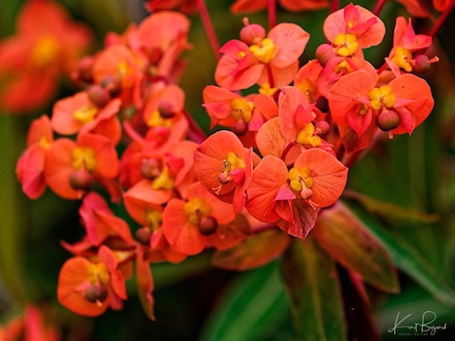 Griffith’s Spurge (Euphorbia griffithii). Humboldt Botanical Garden