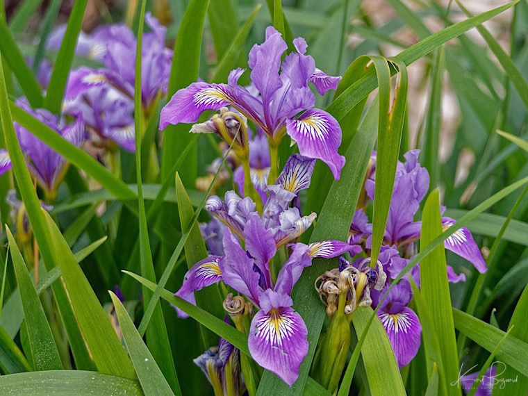 Douglas Iris (Iris douglasiana). Humboldt Botanical Garden