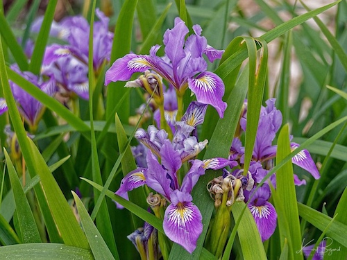 Douglas Iris (Iris douglasiana). Humboldt Botanical Garden