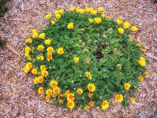 California Poppy (Eschscholzia californica ssp californica var. maritima). Humboldt Botanical Garden