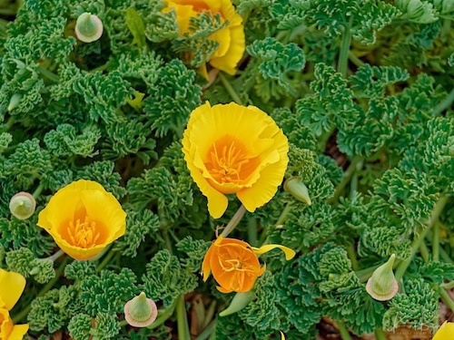 California Poppy (Eschscholzia californica ssp californica var. maritima). Humboldt Botanical Garden