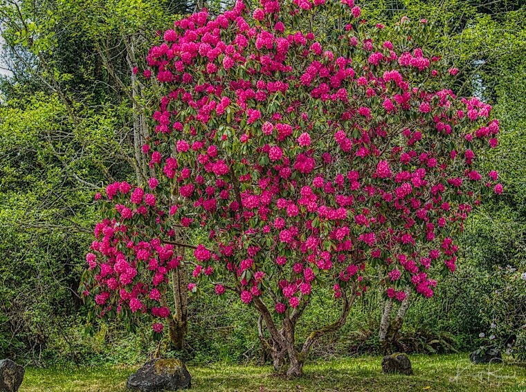 Tree Rhododendron (Rhododendron arboreum)
