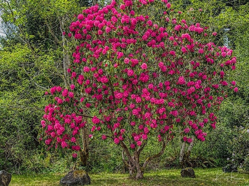 Tree Rhododendron (Rhododendron arboreum)