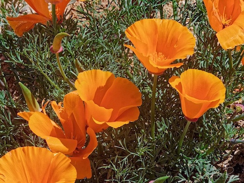 California Poppy (Eschscholzia californica ssp californica). Antelope Valley