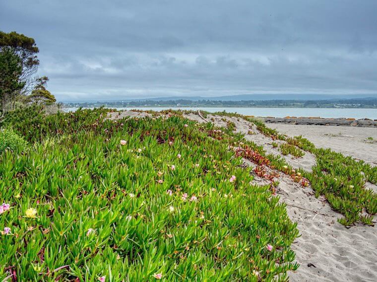 Samoa Dunes at the North Jetty. Arcata California
