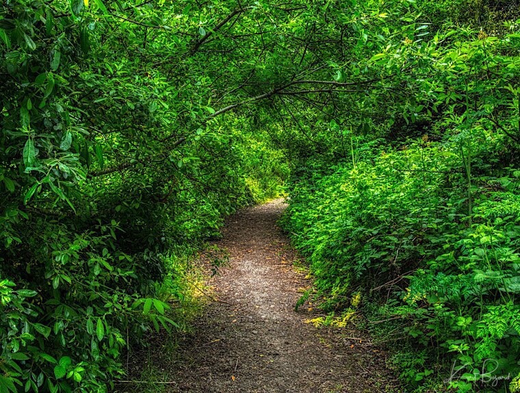Forest Trail near Mad River Fish Hatchery. Arcata, California